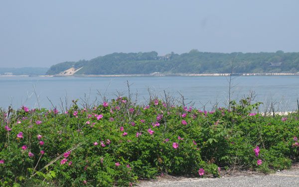 Saltspray Roses with Blue Bay at Sag Harbor
