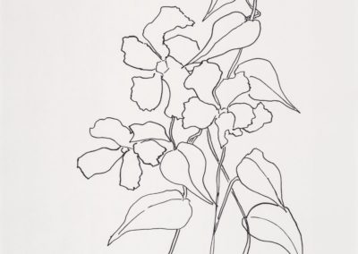Mandevilla Vine Three Flowers 17 x 14 pen on paper