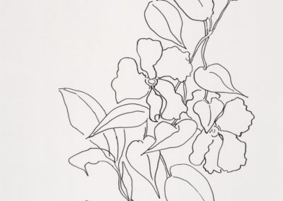 Mandevilla vine Two Flowers 17 x 14 pen on paper